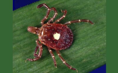 Tick Bites Lead to Red Meat Allergy